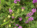 Heather and Blackberry in flower